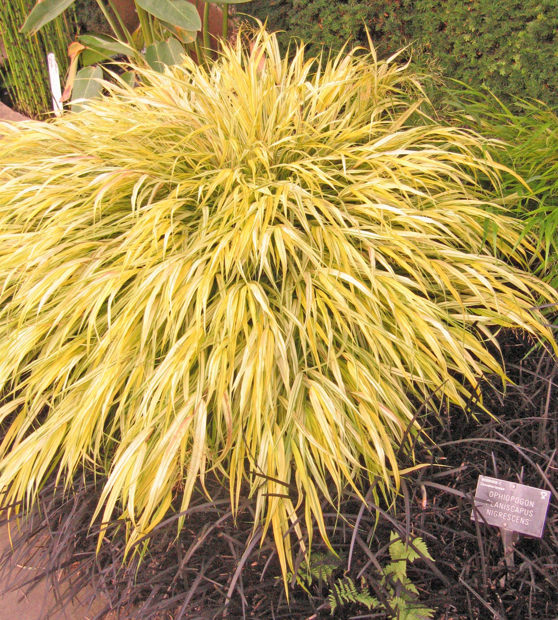 Hakonechloa macra ‘Aureola’ AGM