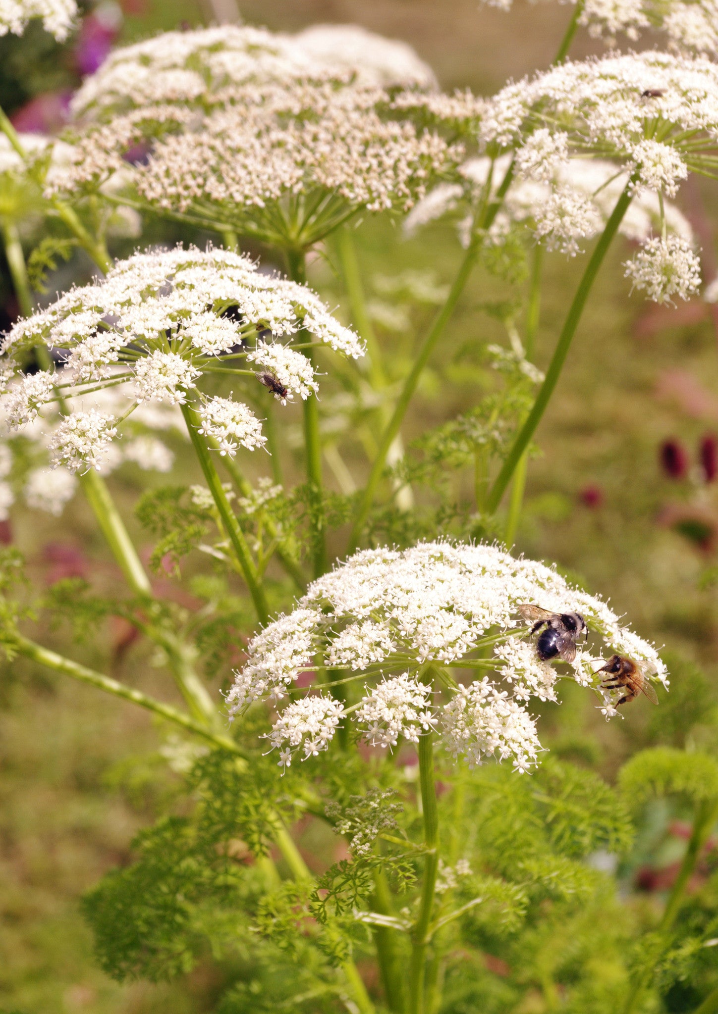 Ligusticum lucidum