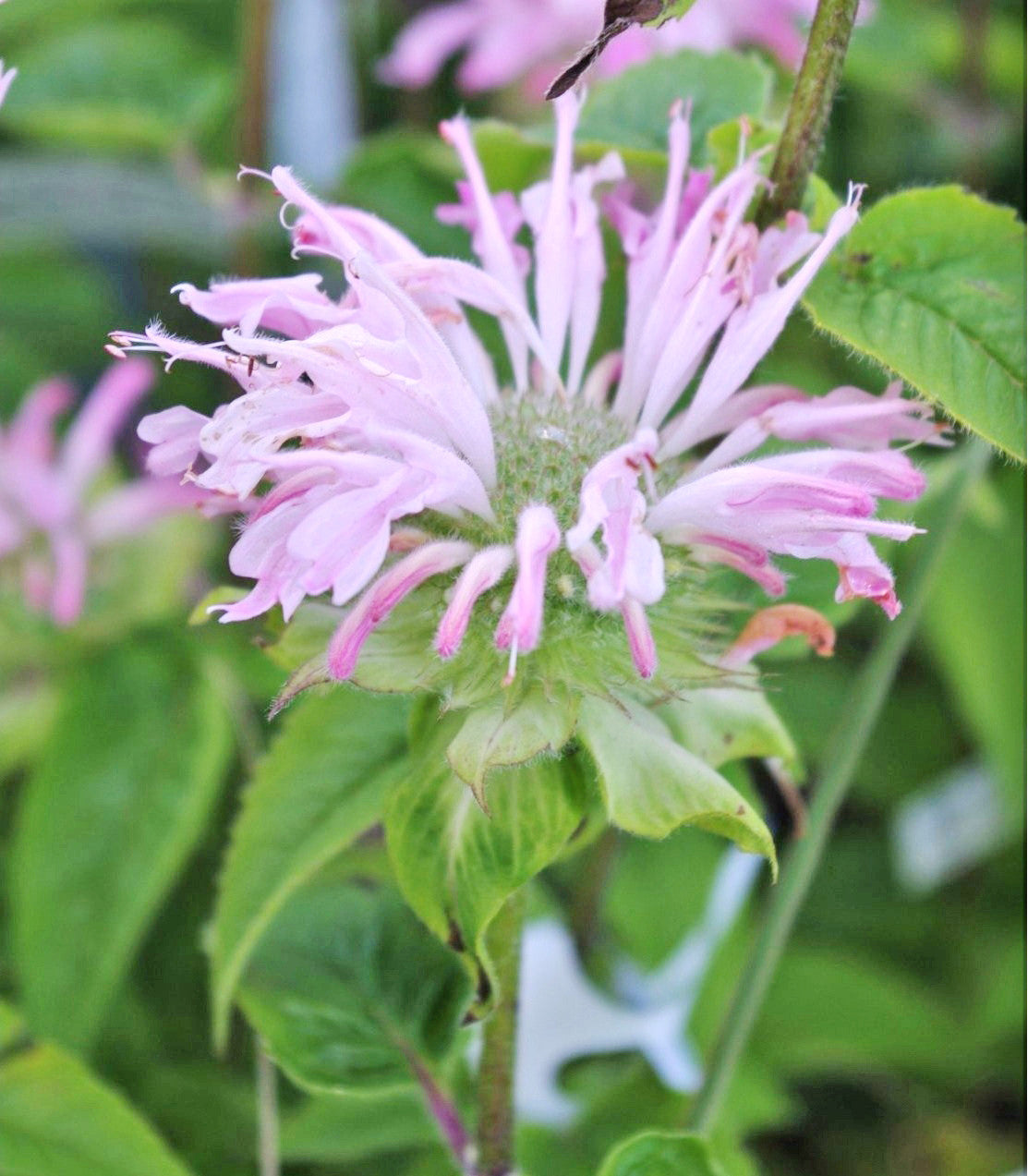 Monarda ‘Fishes’