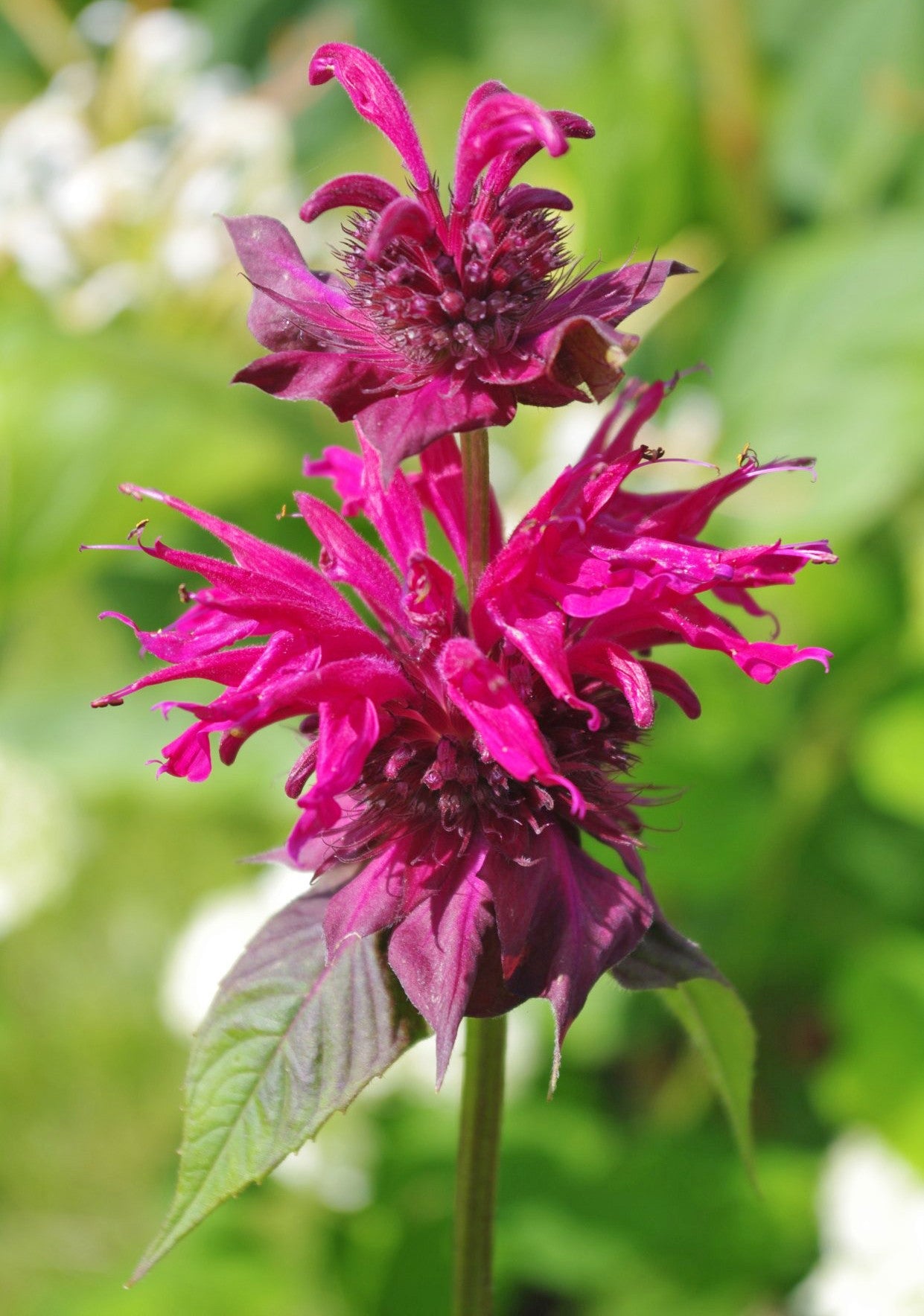 Monarda ‘Raspberry Wine’
