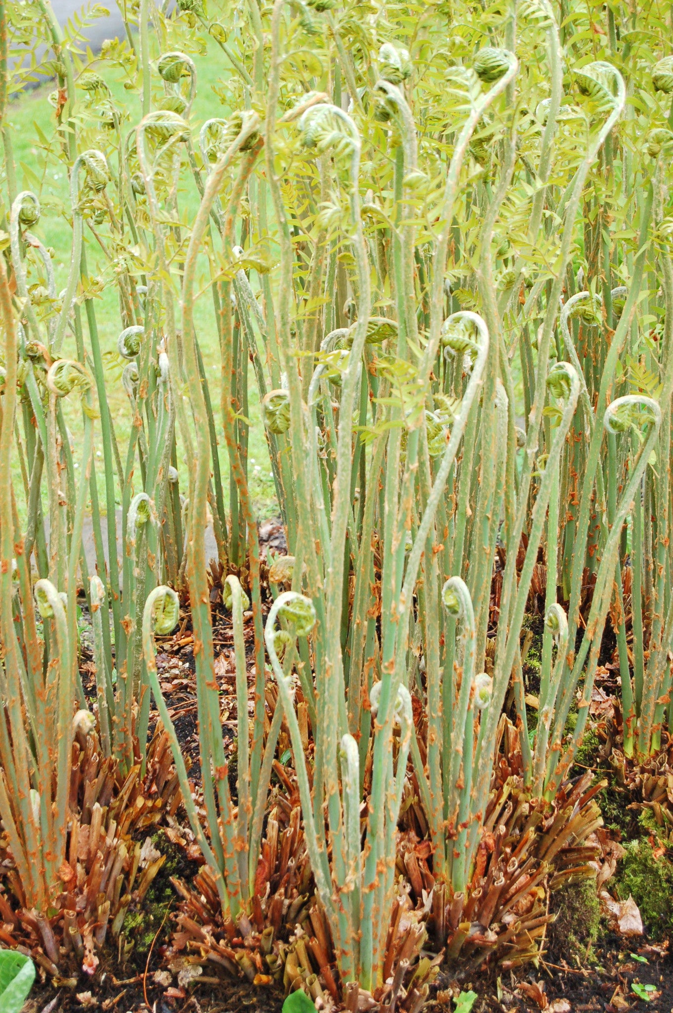 Osmunda regalis AGM