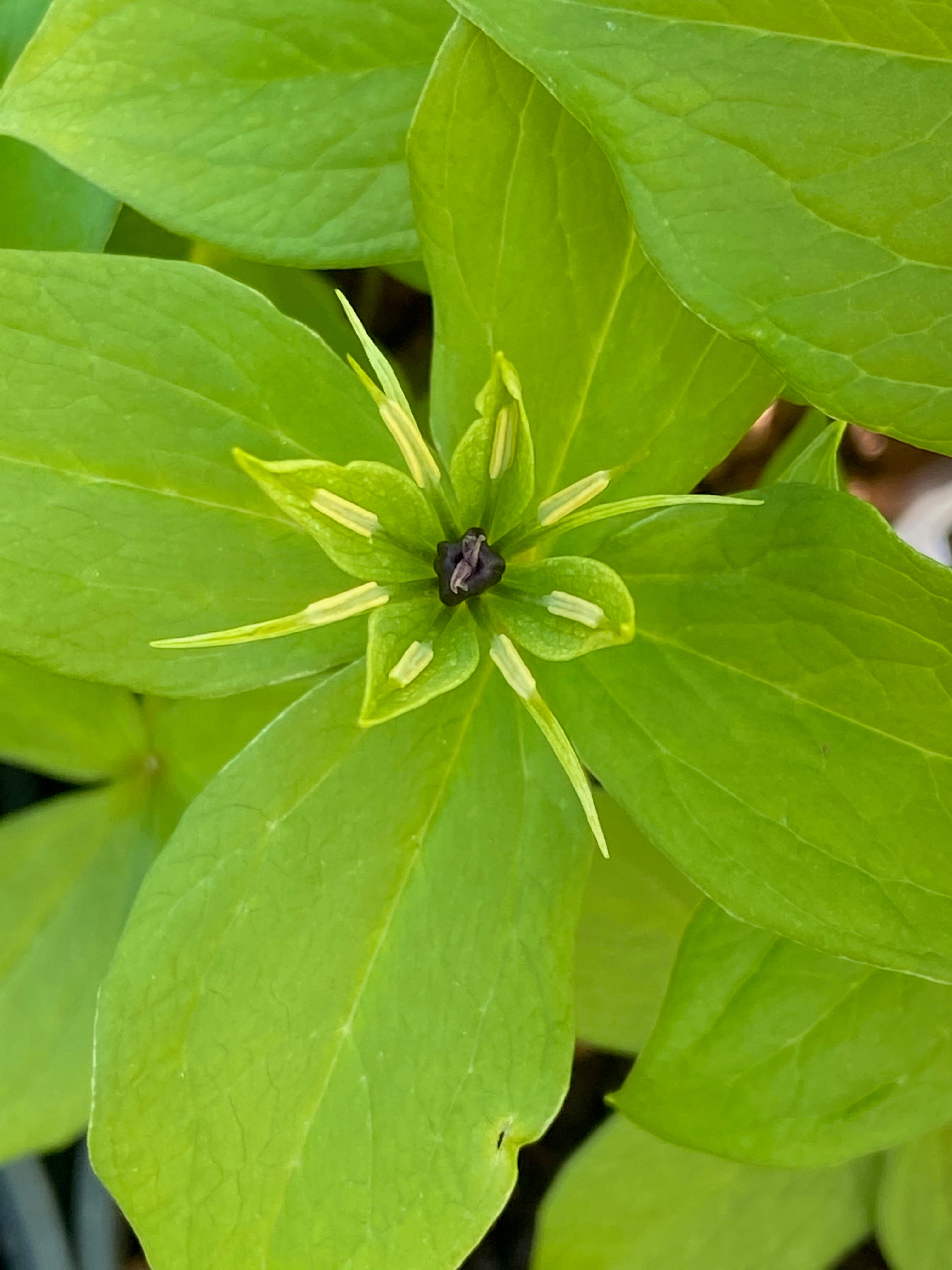 Paris quadrifolia