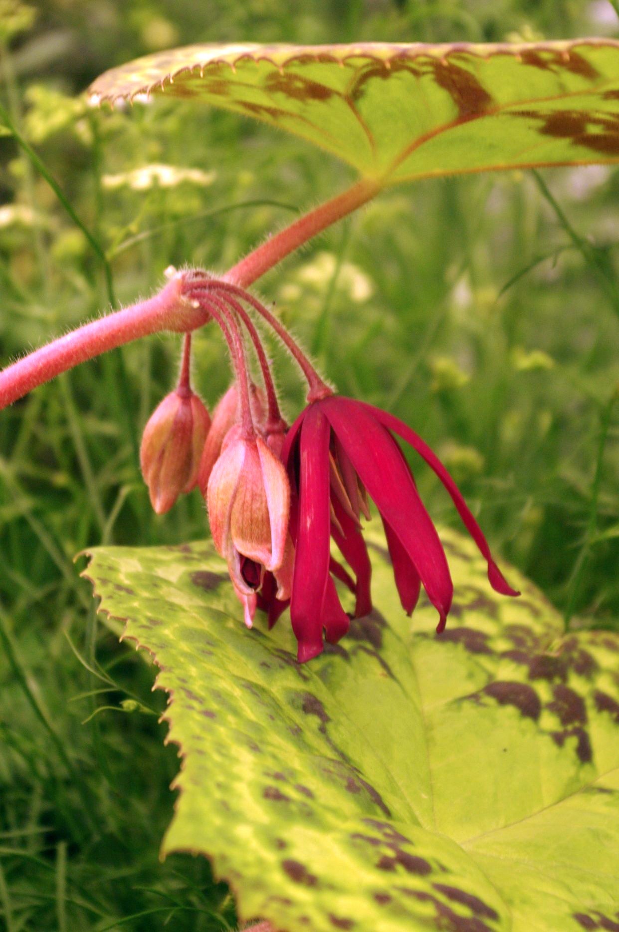 Podophyllum ‘Spotty Dotty’