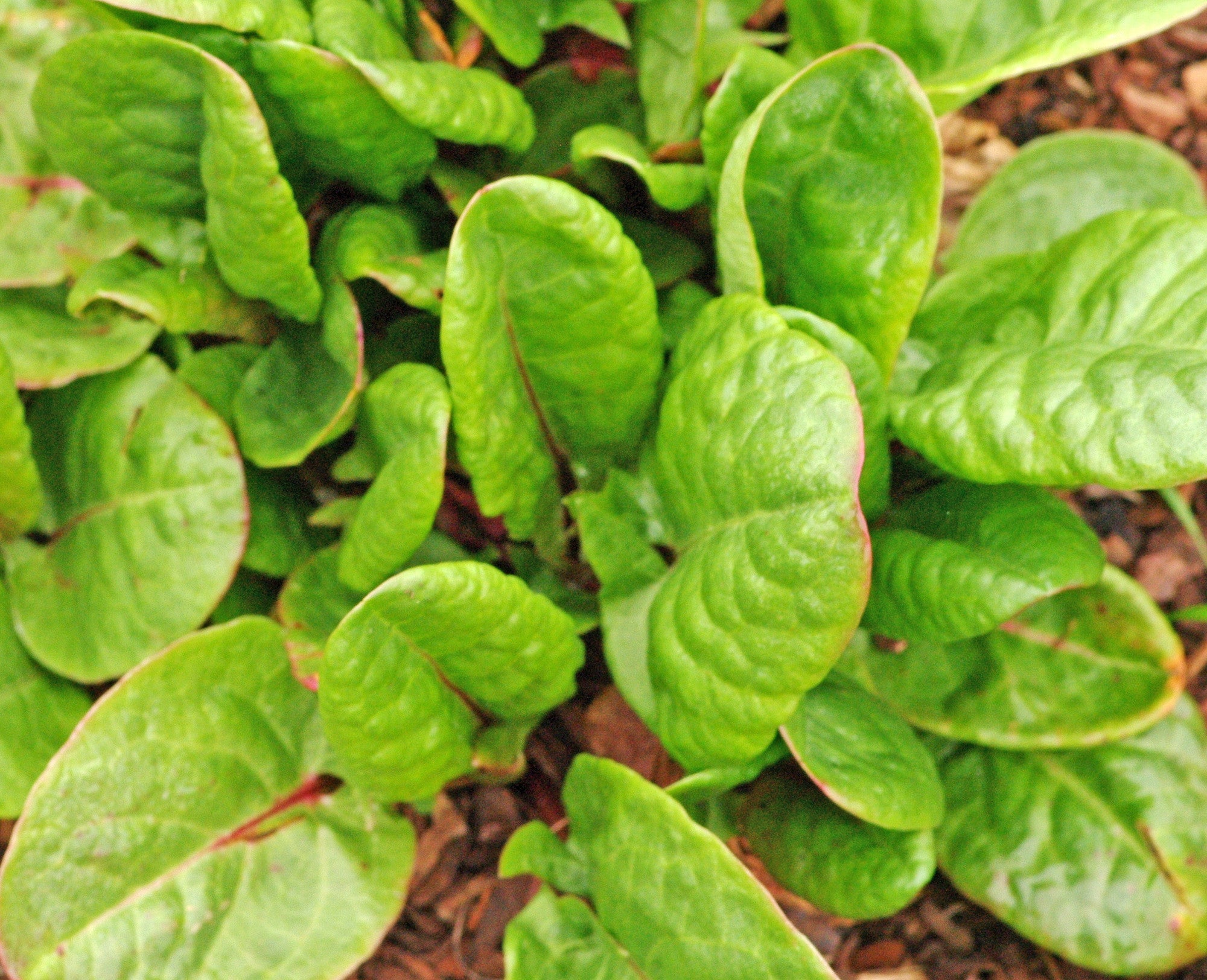 Rumex acetosa ‘Abundance’