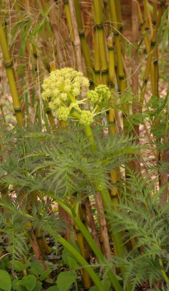 Molopospermum peloponnesiacum
