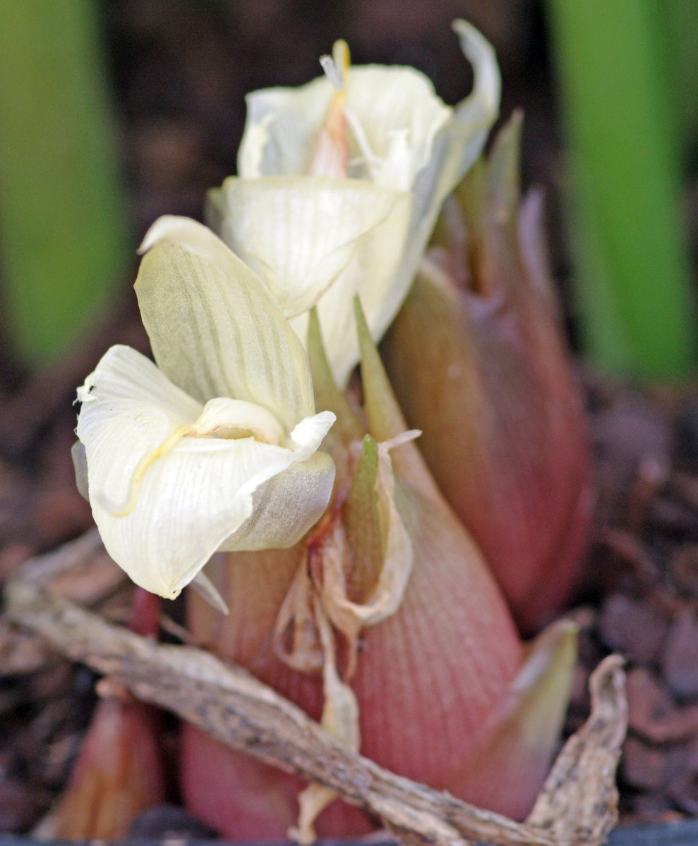 Zingiber mioga – Edulis