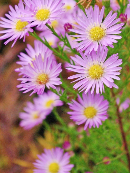 Herbaceous Perennials