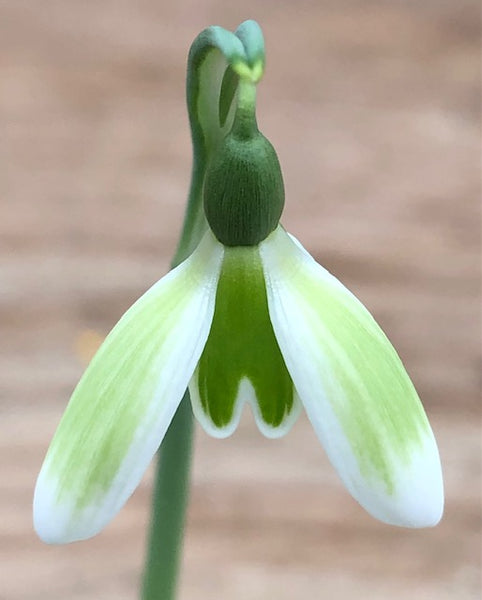 Autumn-flowering Snowdrops