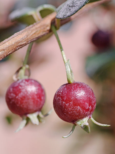 Fruits