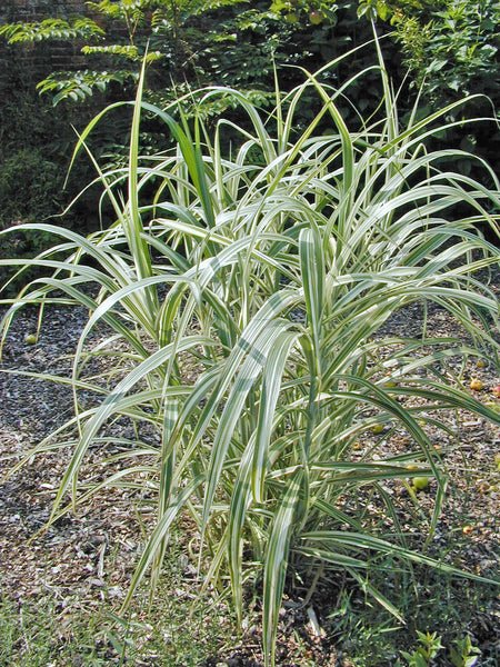 Grasses