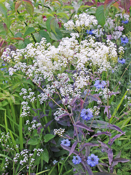 Herbs