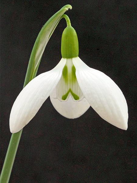 Snowdrops