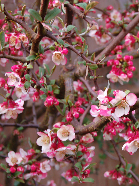 Trees & Shrubs