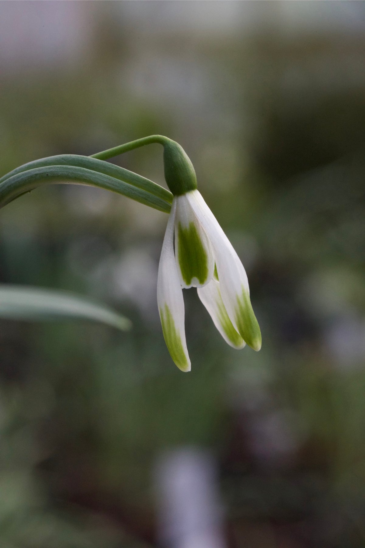 Galanthus plicatus ‘Walter Fish’