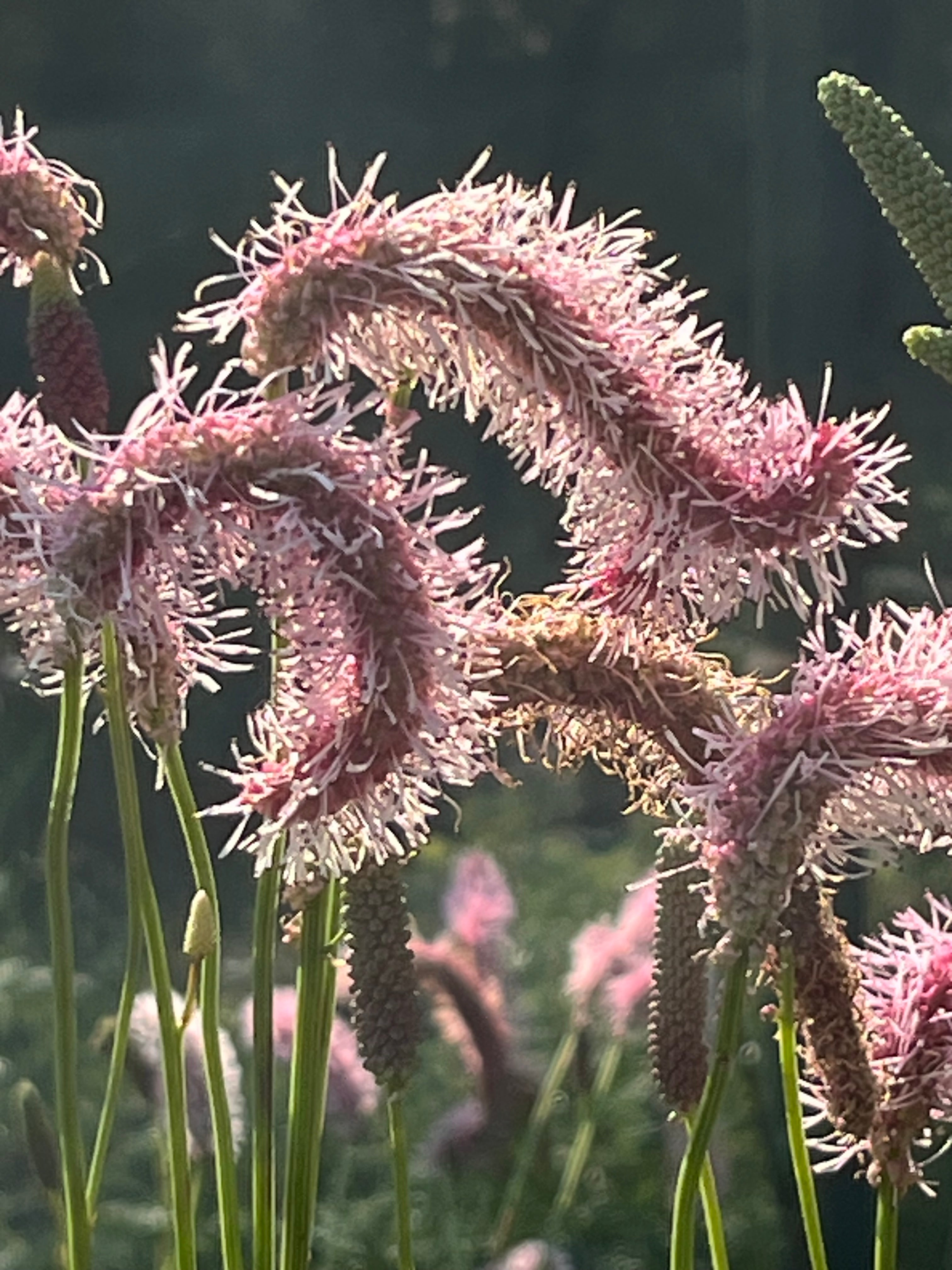 Sanguisorba canadensis &#39;Pink Ruffles&#39;