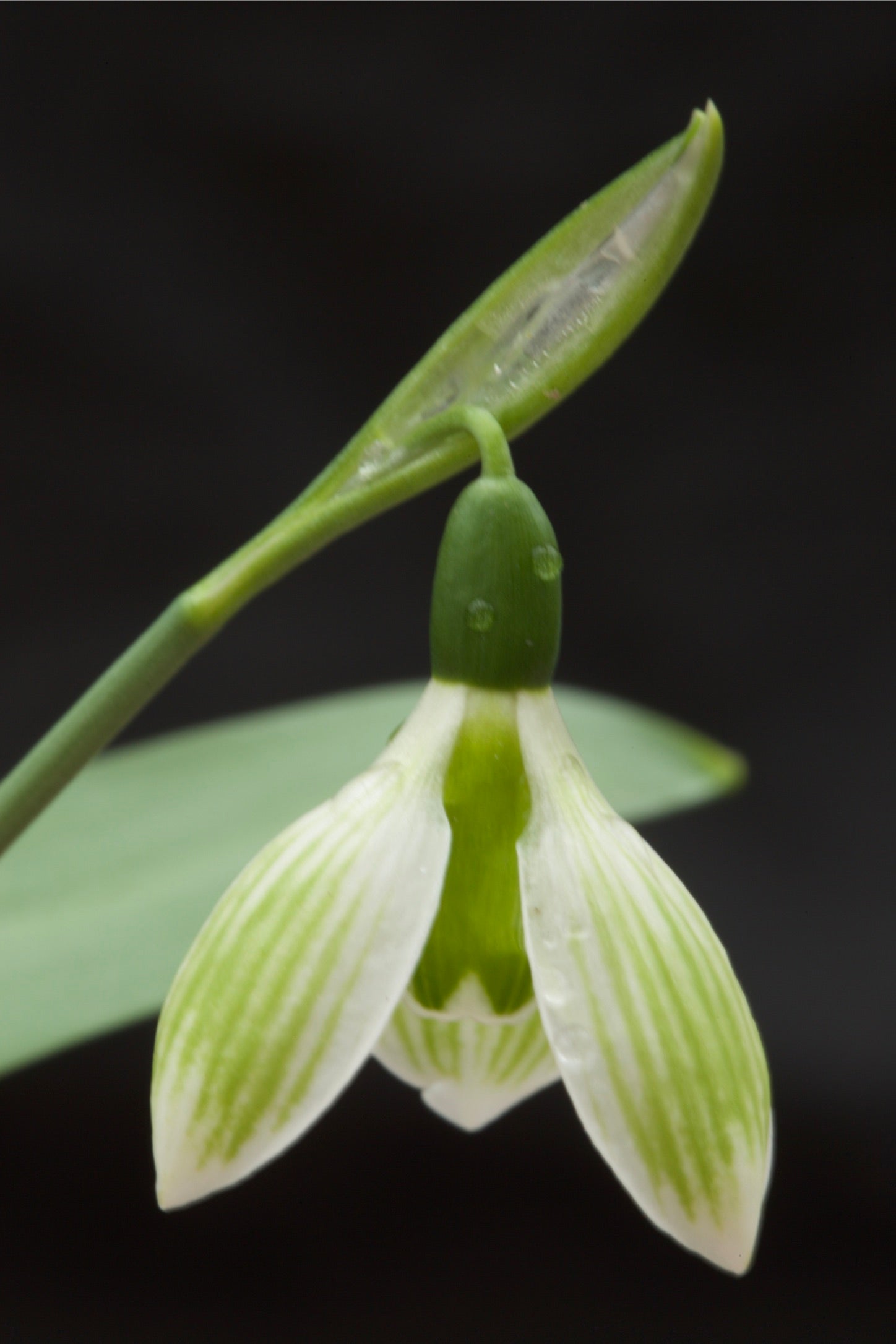 Galanthus ‘Rosemary Burnham’