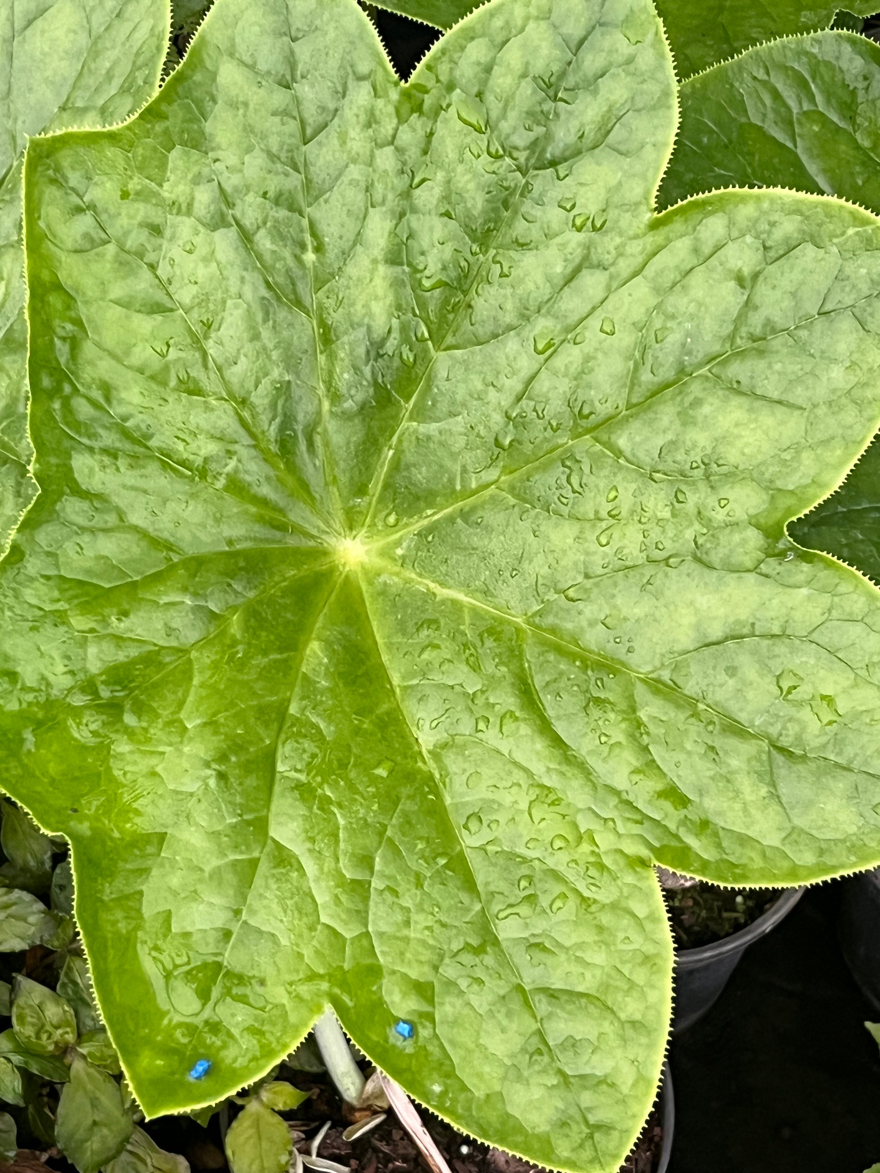 Podophyllum versipelle album