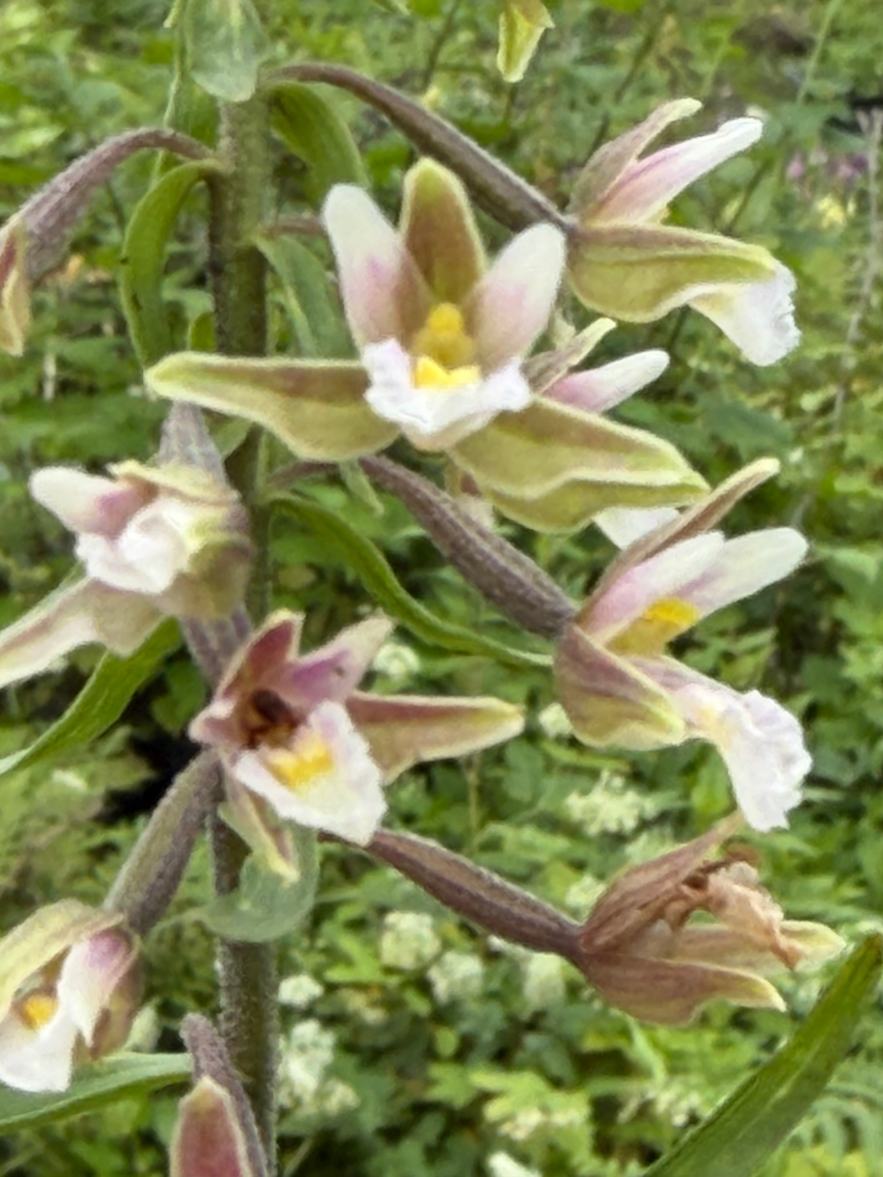 Epipactis palustris