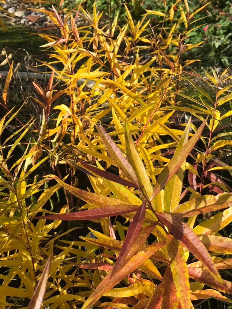 Amsonia tabernaemontana var. salicifolia