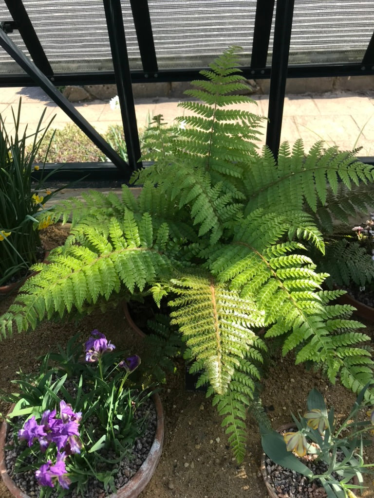 Polystichum polyblepharum AGM