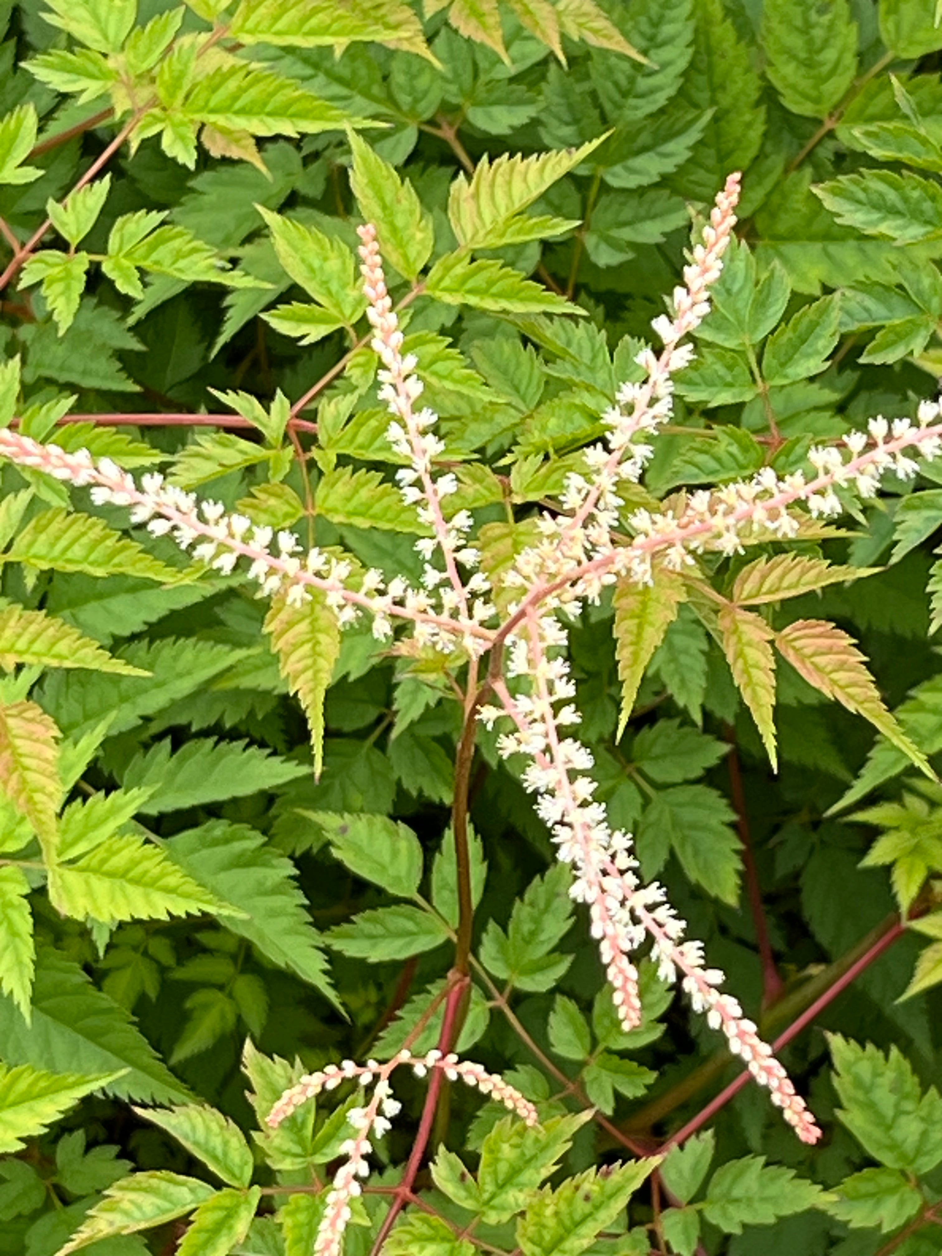 Aruncus ‘Horatio’