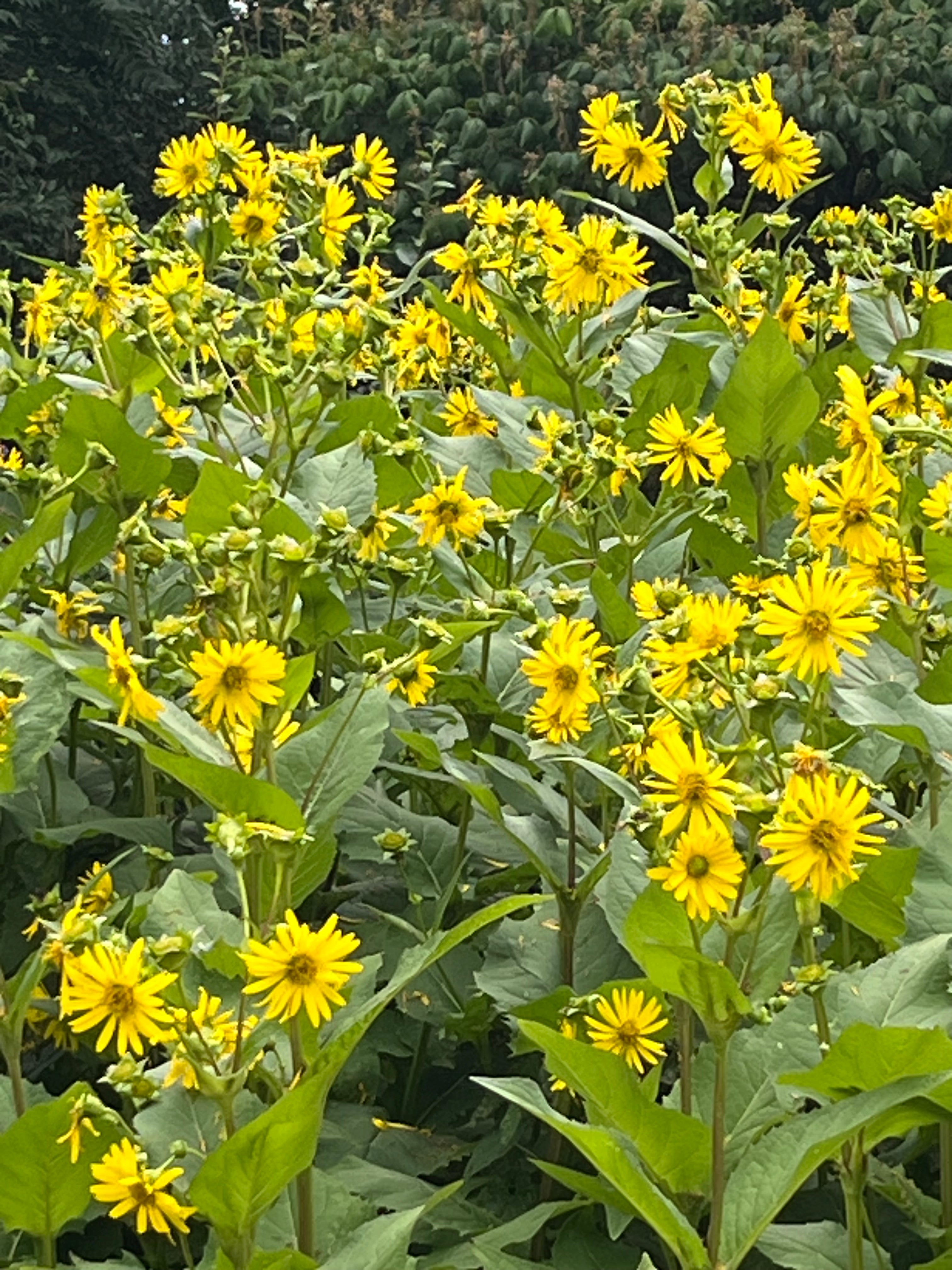Silphium perfoliatum