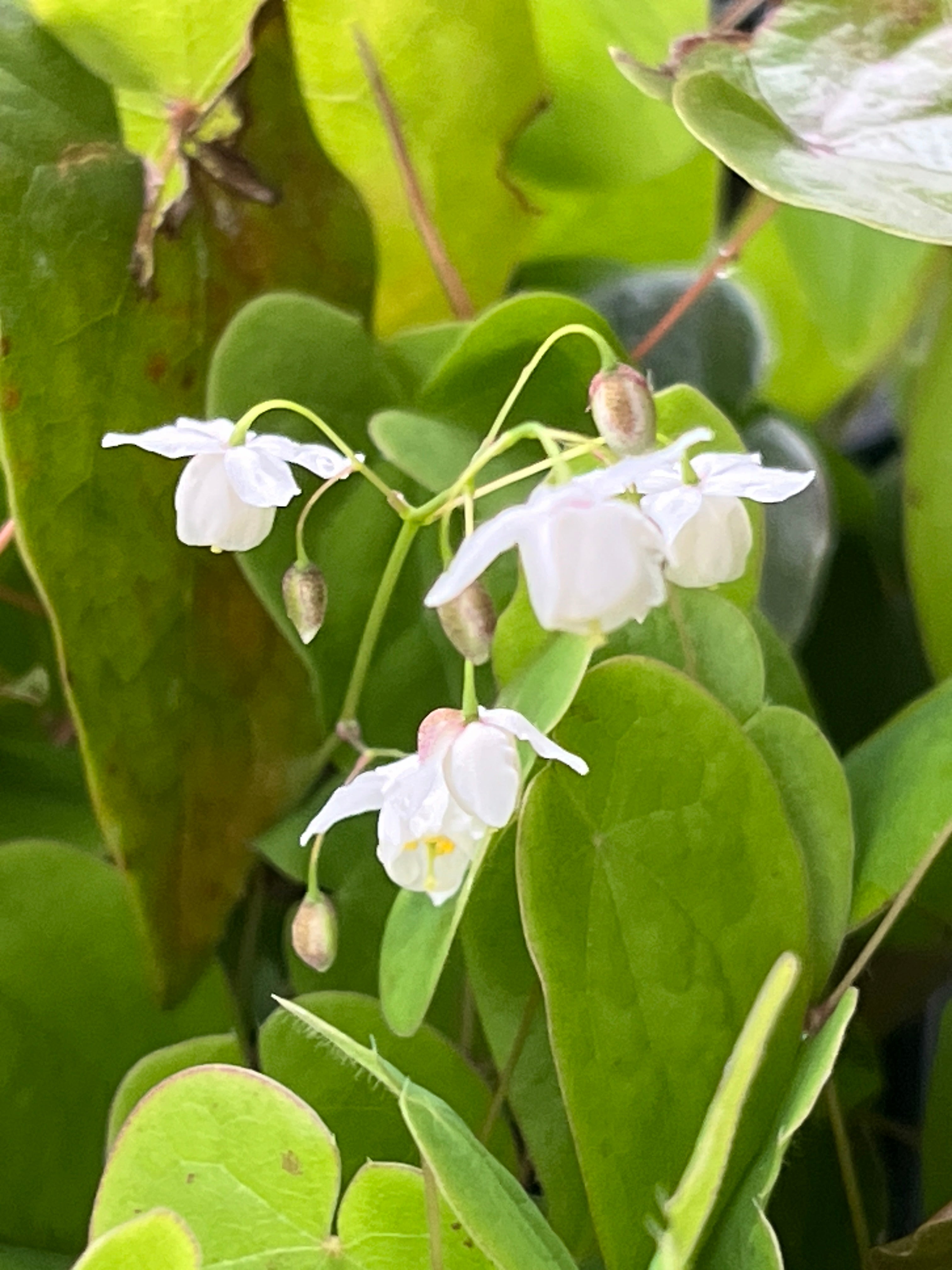 Epimedium ‘Hakubai'