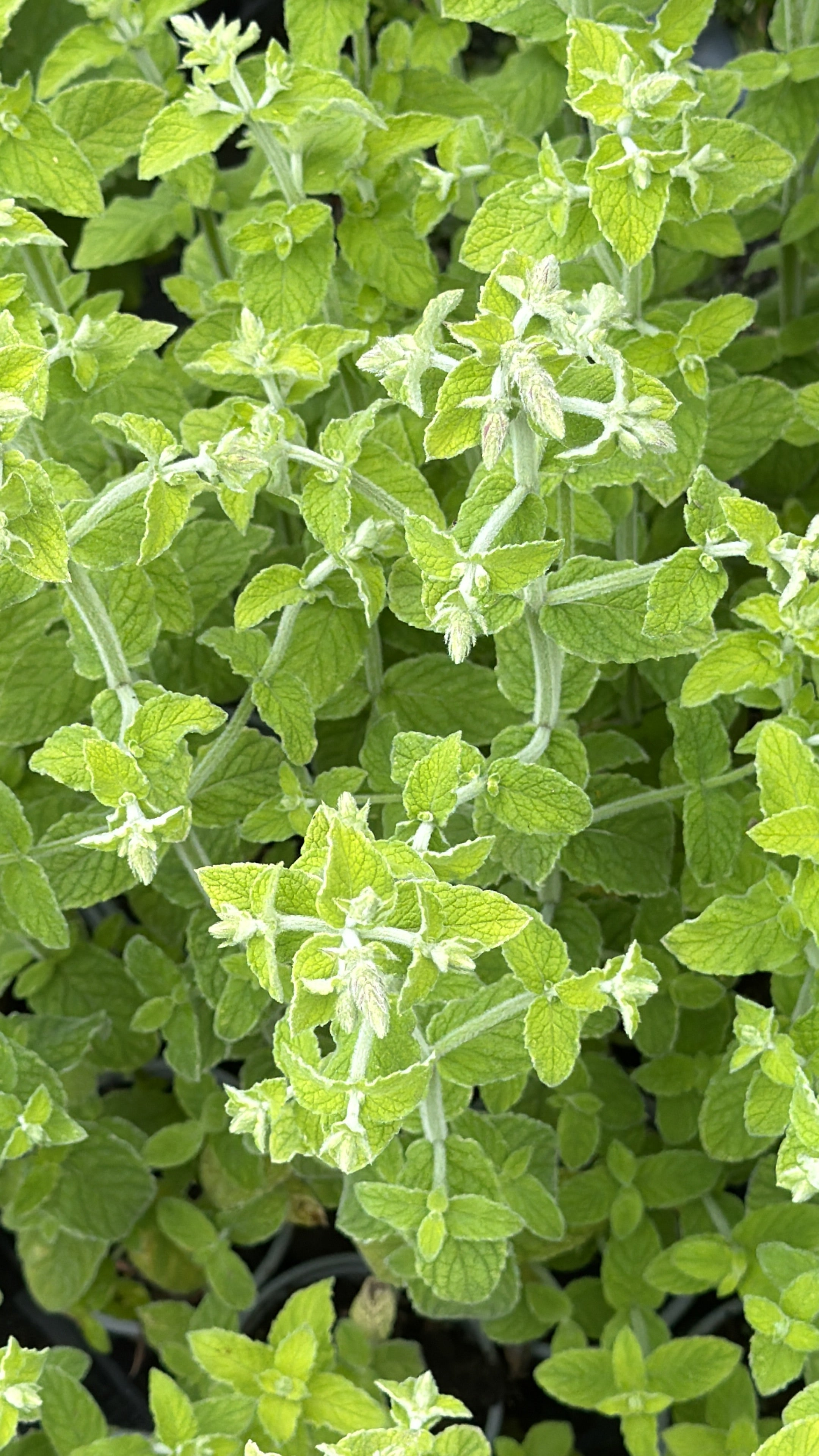Mentha suaveolens subsp. timija