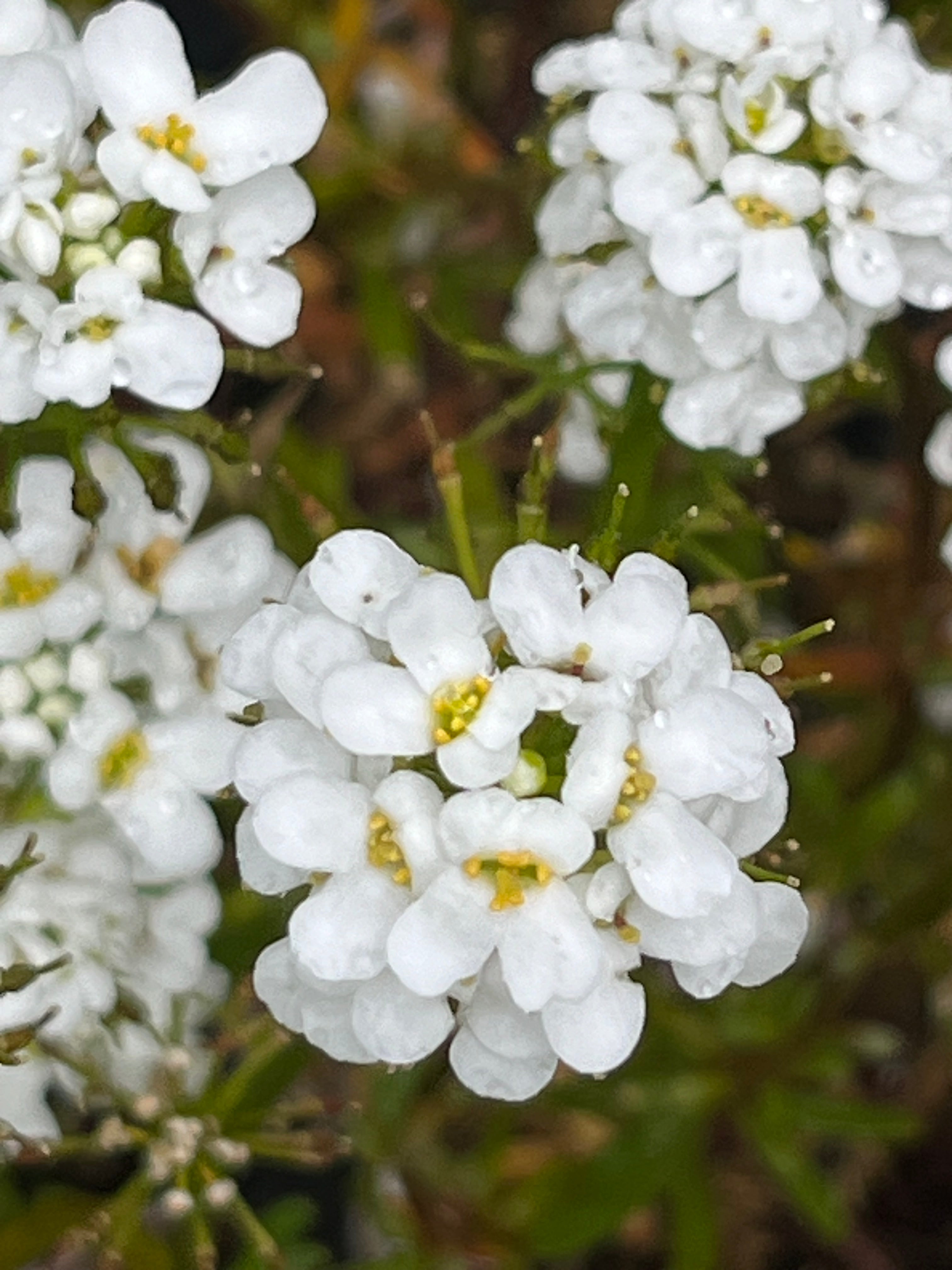 Iberis sempervirens &#39;Alexander&#39;s White&#39;