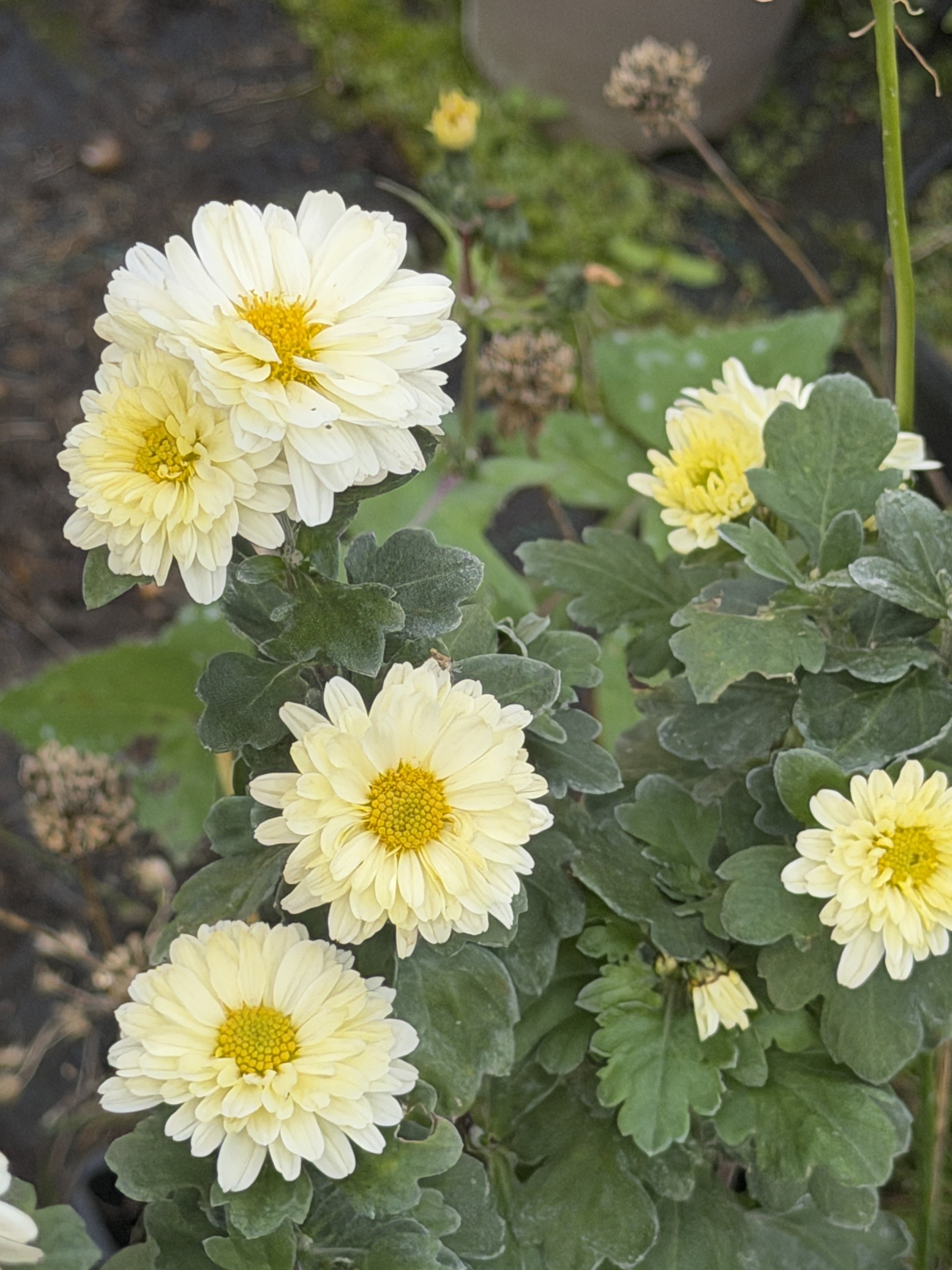 Chrysanthemum 'Poesie'