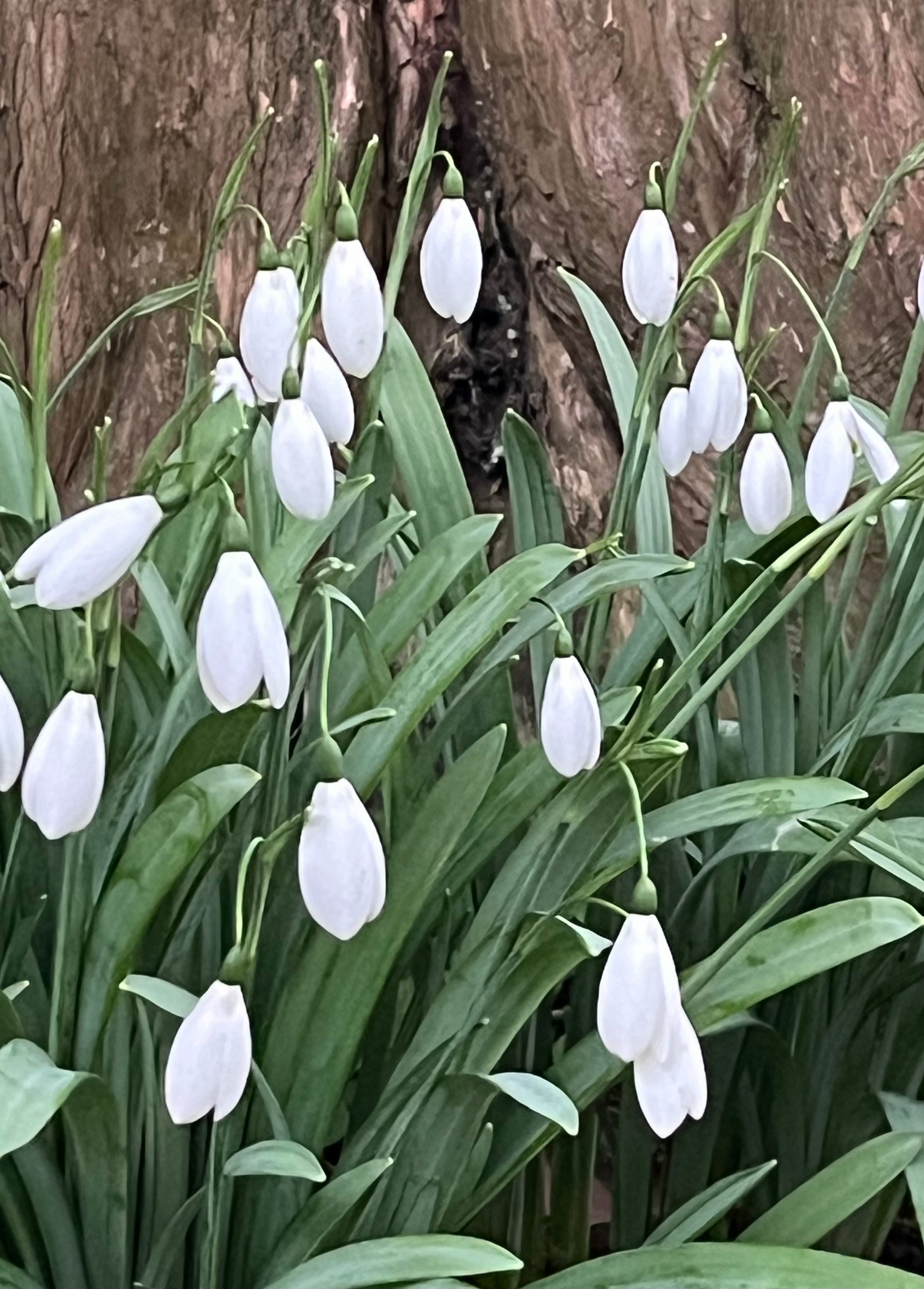 Galanthus ‘Fly Fishing’