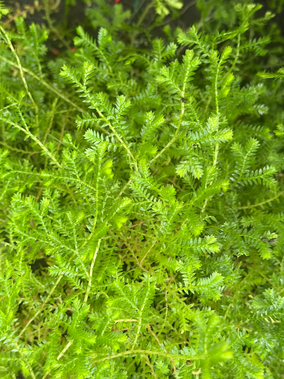 Selaginella kraussiana