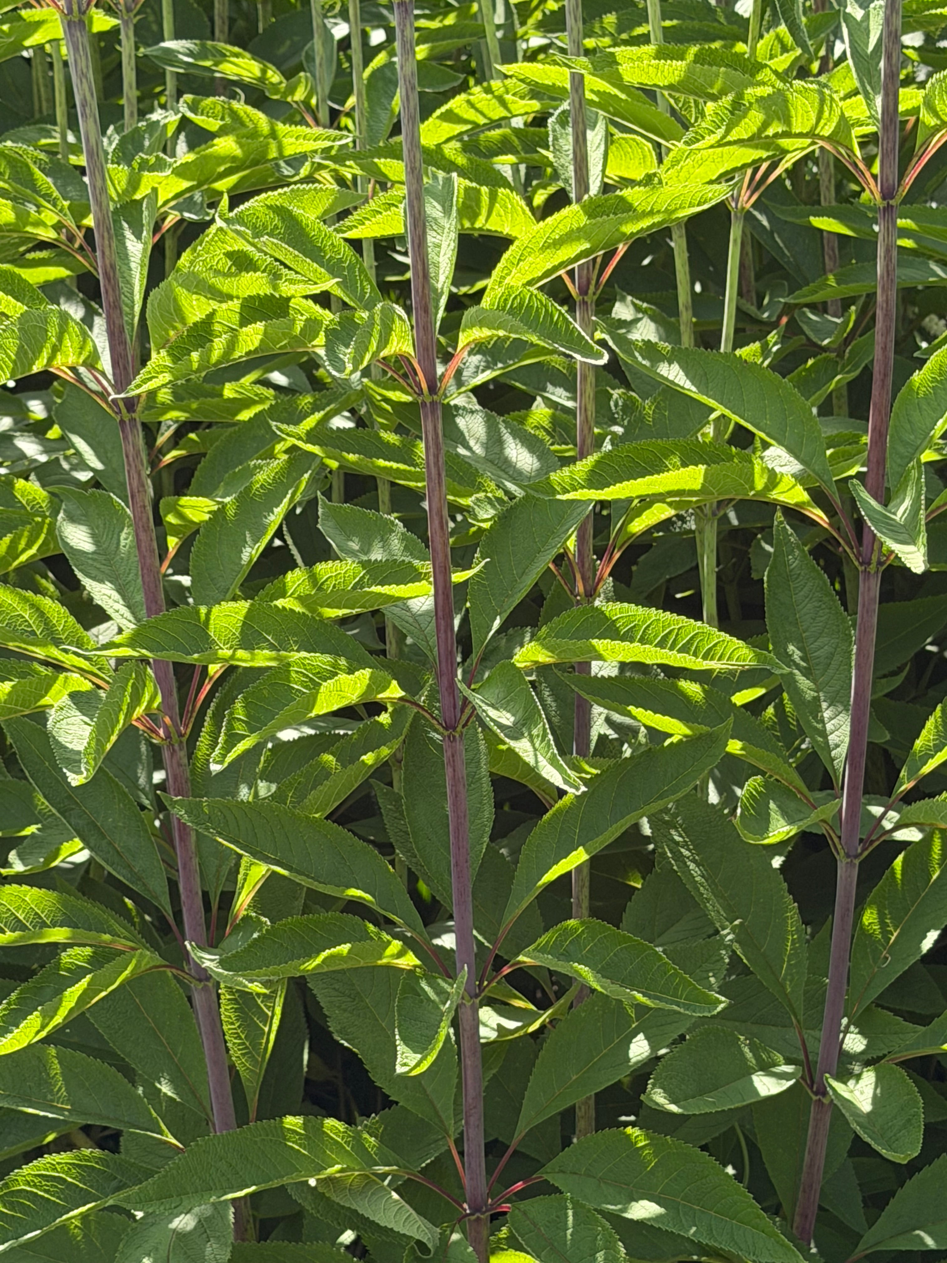 Eutrochium fistulosum 'Berggarten'