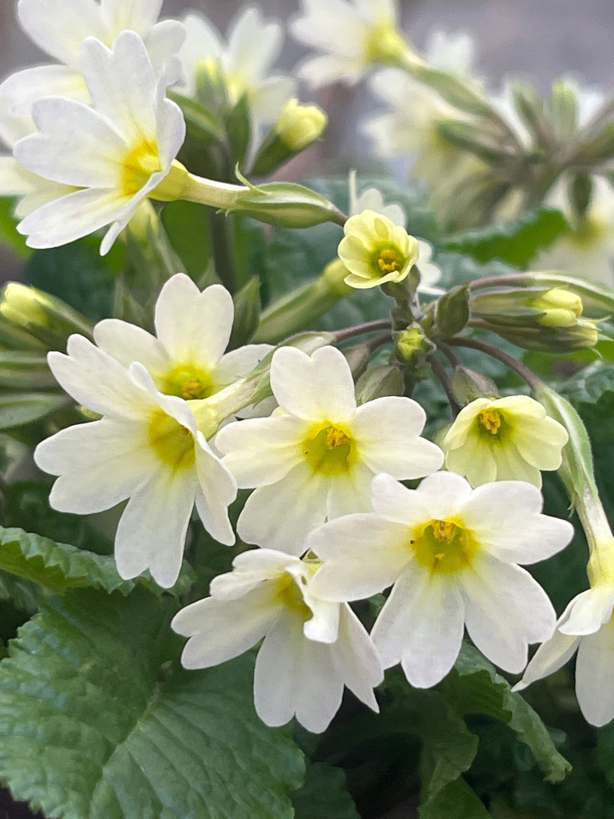 Primula 'MacWatt's Cream'