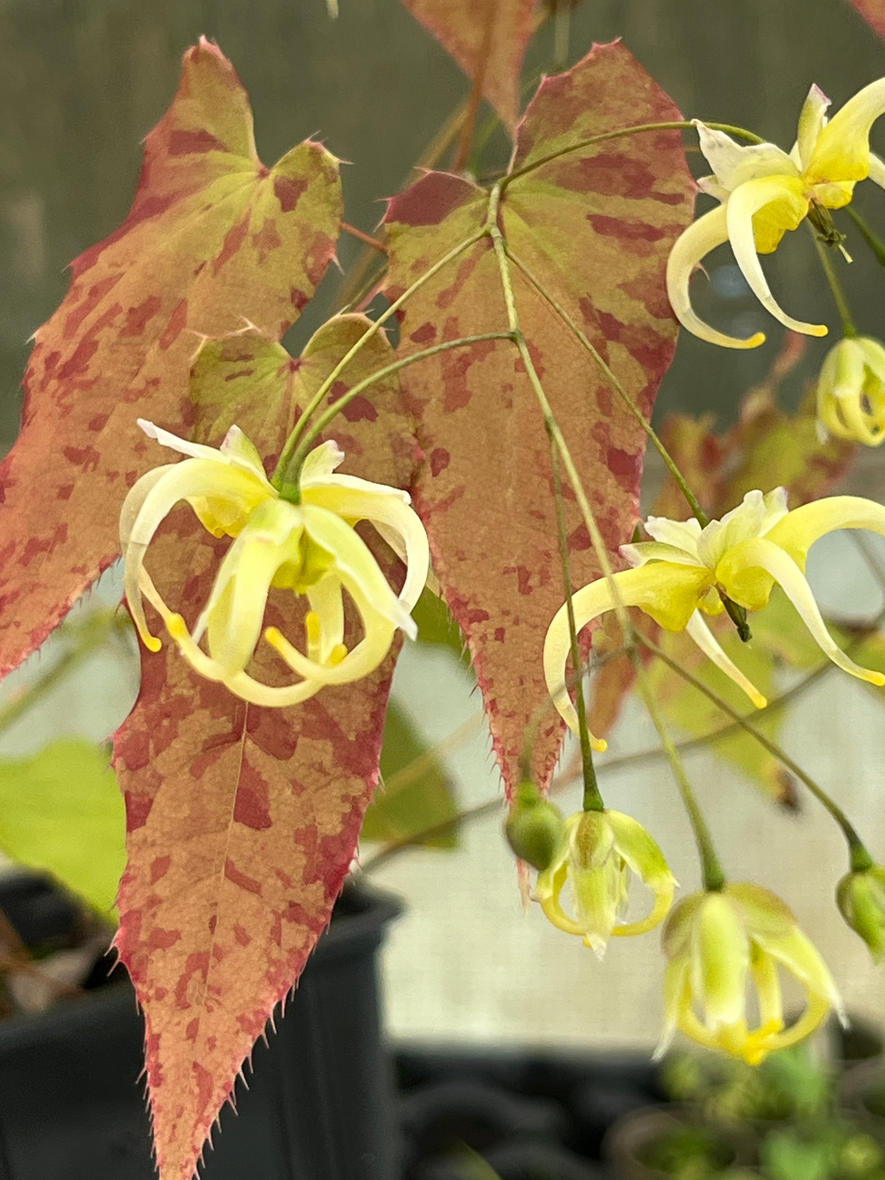 Epimedium chlorandrum