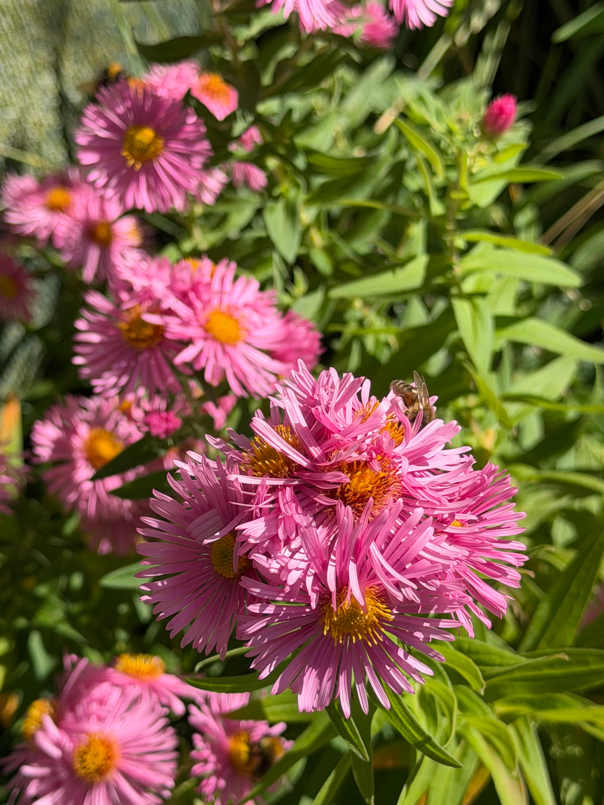 Symphyotrichum (Aster) novae-angliae ‘Rosa Sieger'
