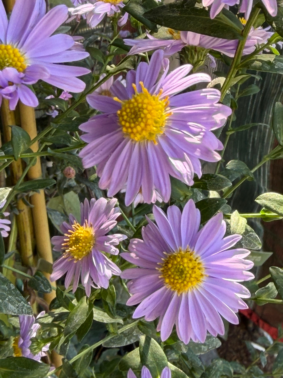 Aster (Symphyotrichum) 'Climax'