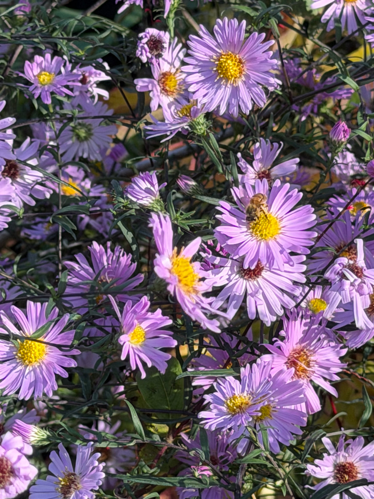 Aster (Symphyotrichum) laeve 'Glow In The Dark'