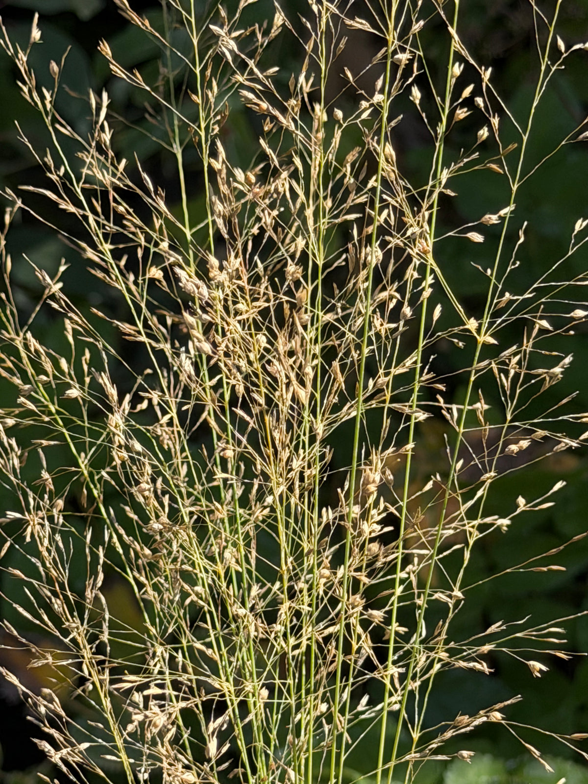 Sporobolus heterolepis