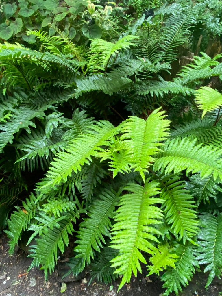 Blechnum chilense AGM