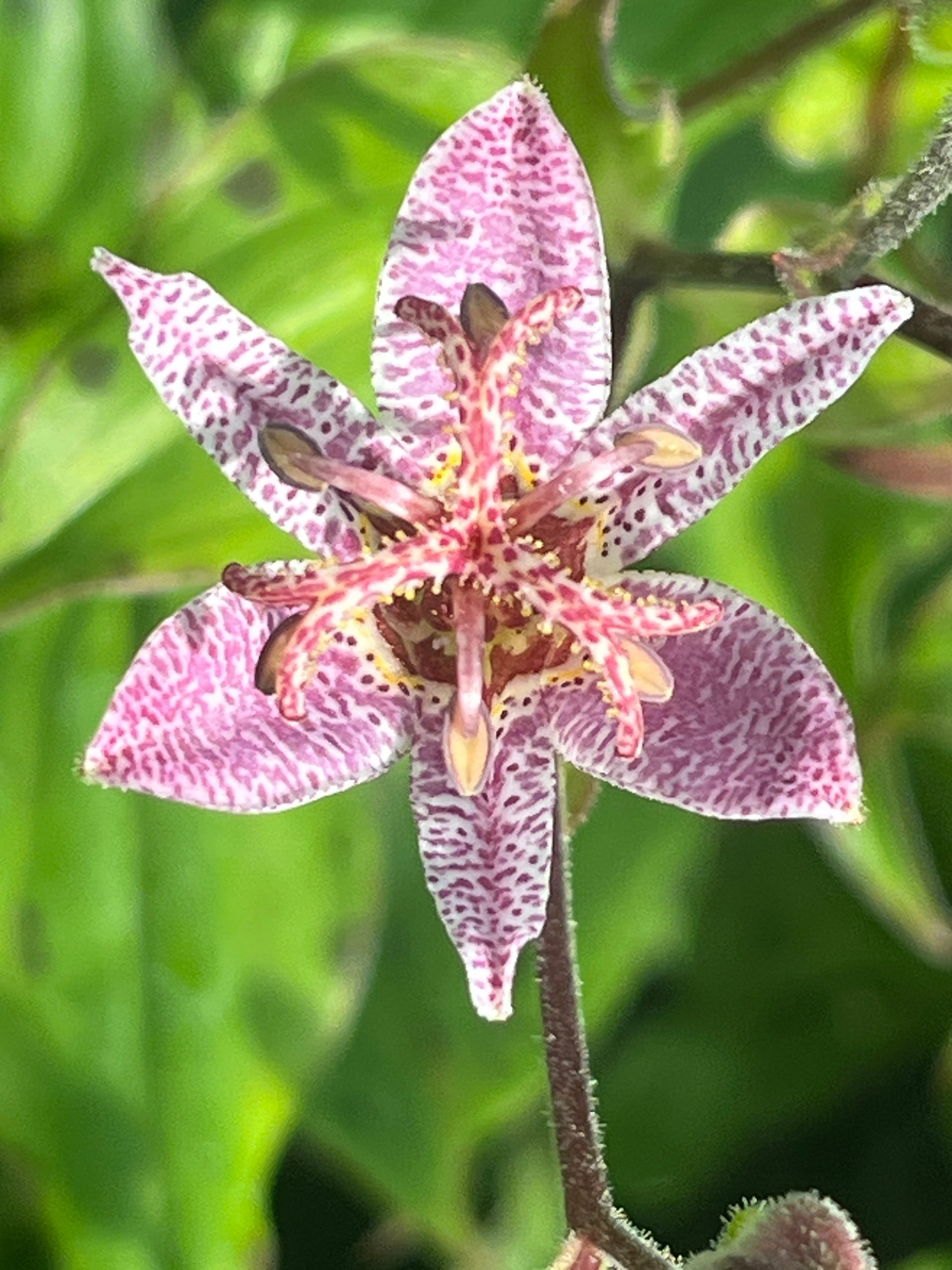 spotted lily flower Tricyrtis formosana ‘Spotted Toad’