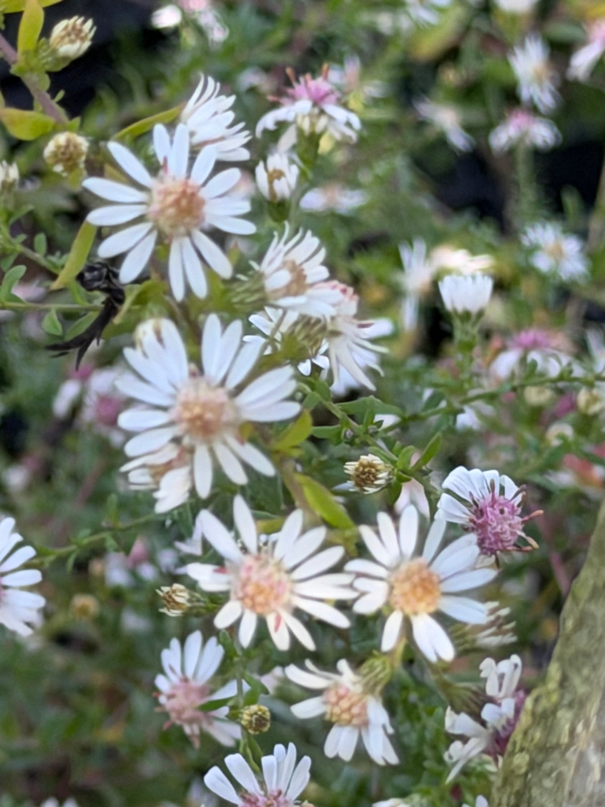 Aster (Symphyotrichum) lateriflorum 'Bleke Bet'