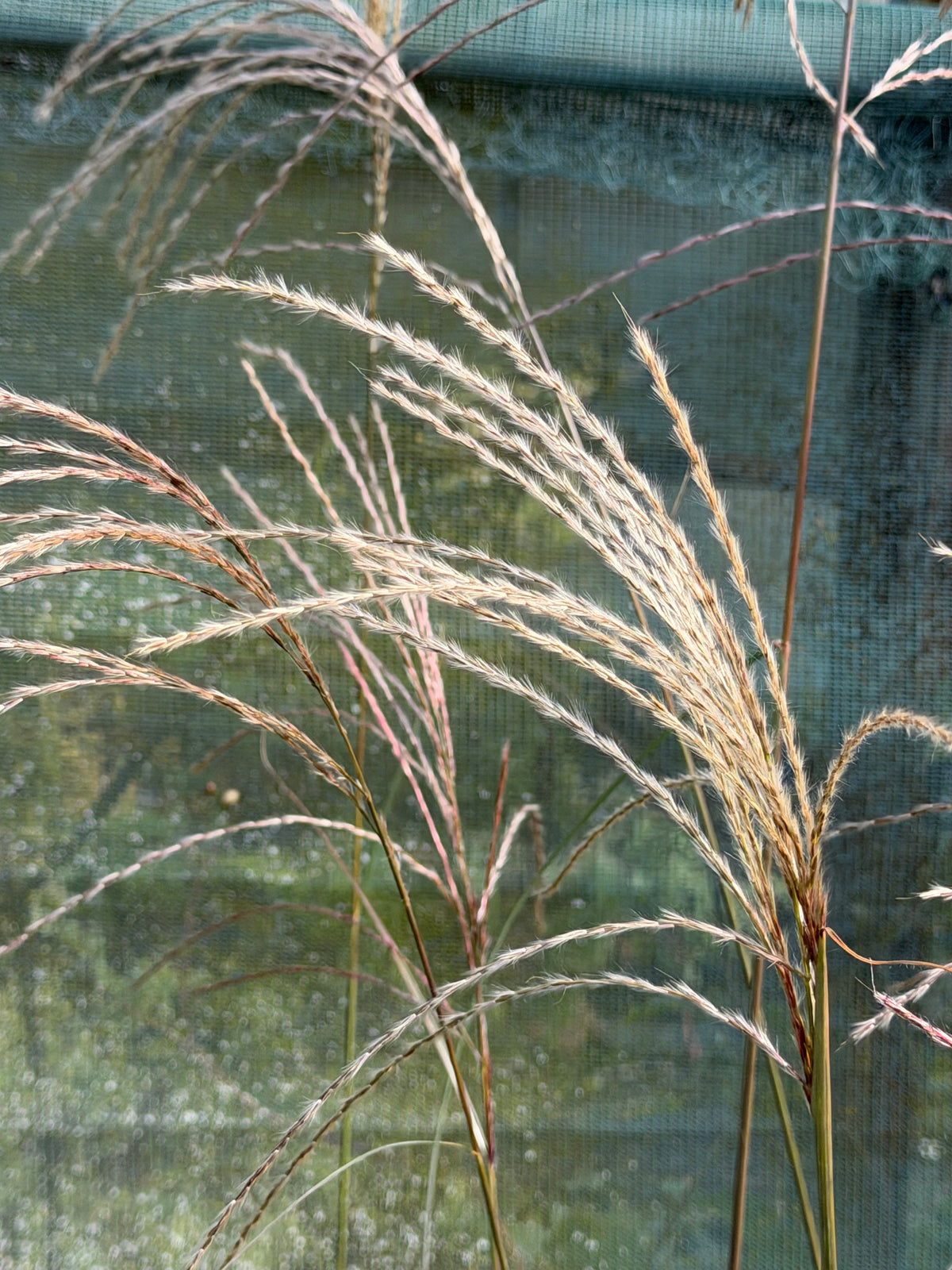 Miscanthus sinensis ‘Beth Chatto’