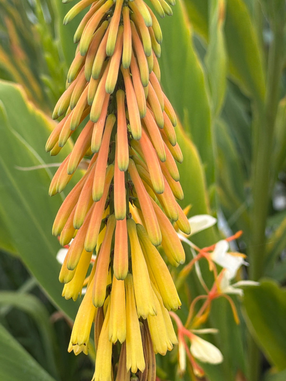 Kniphofia thomsonii 'Kichocheo'