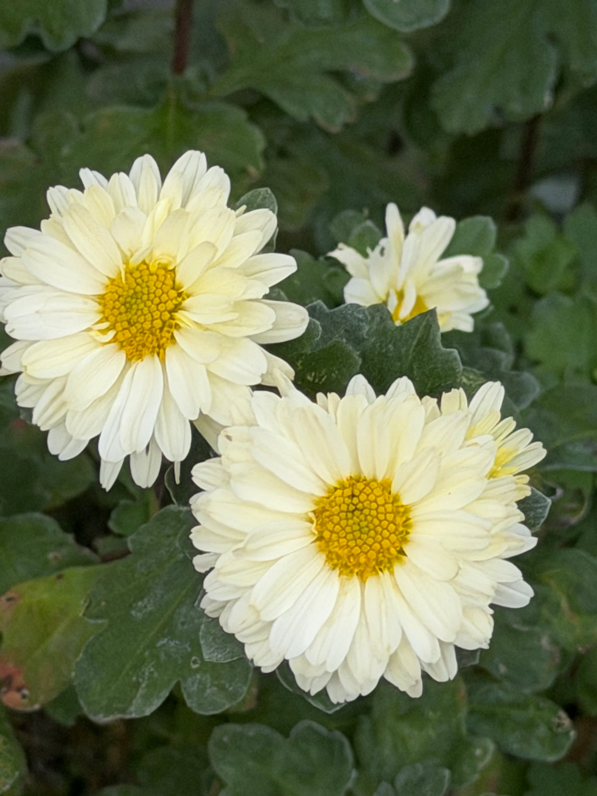 Chrysanthemum 'Poesie'