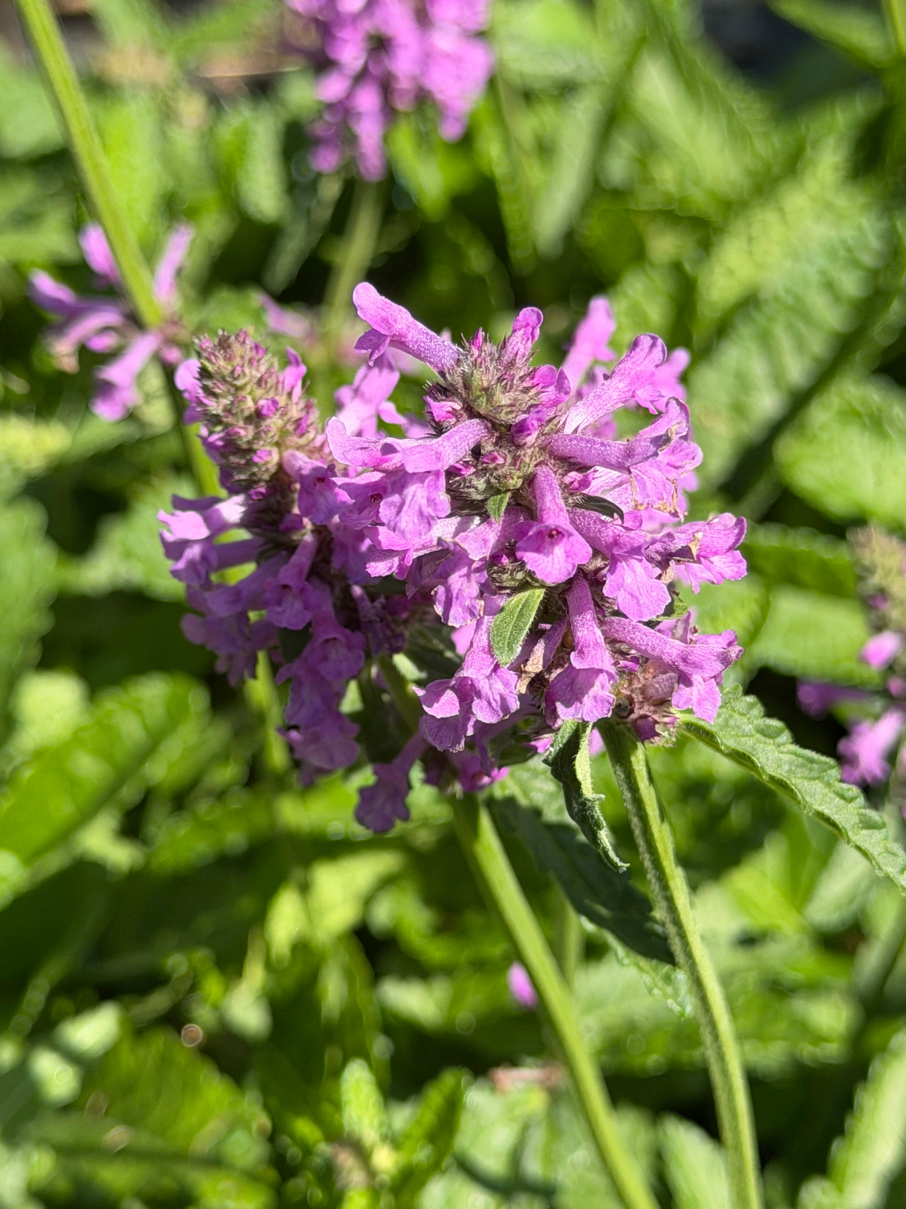 Stachys officinalis ‘Summer Grapes’