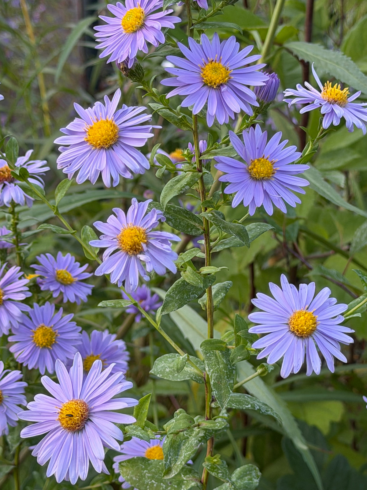 Aster (Symphyotrichum) 'Climax'