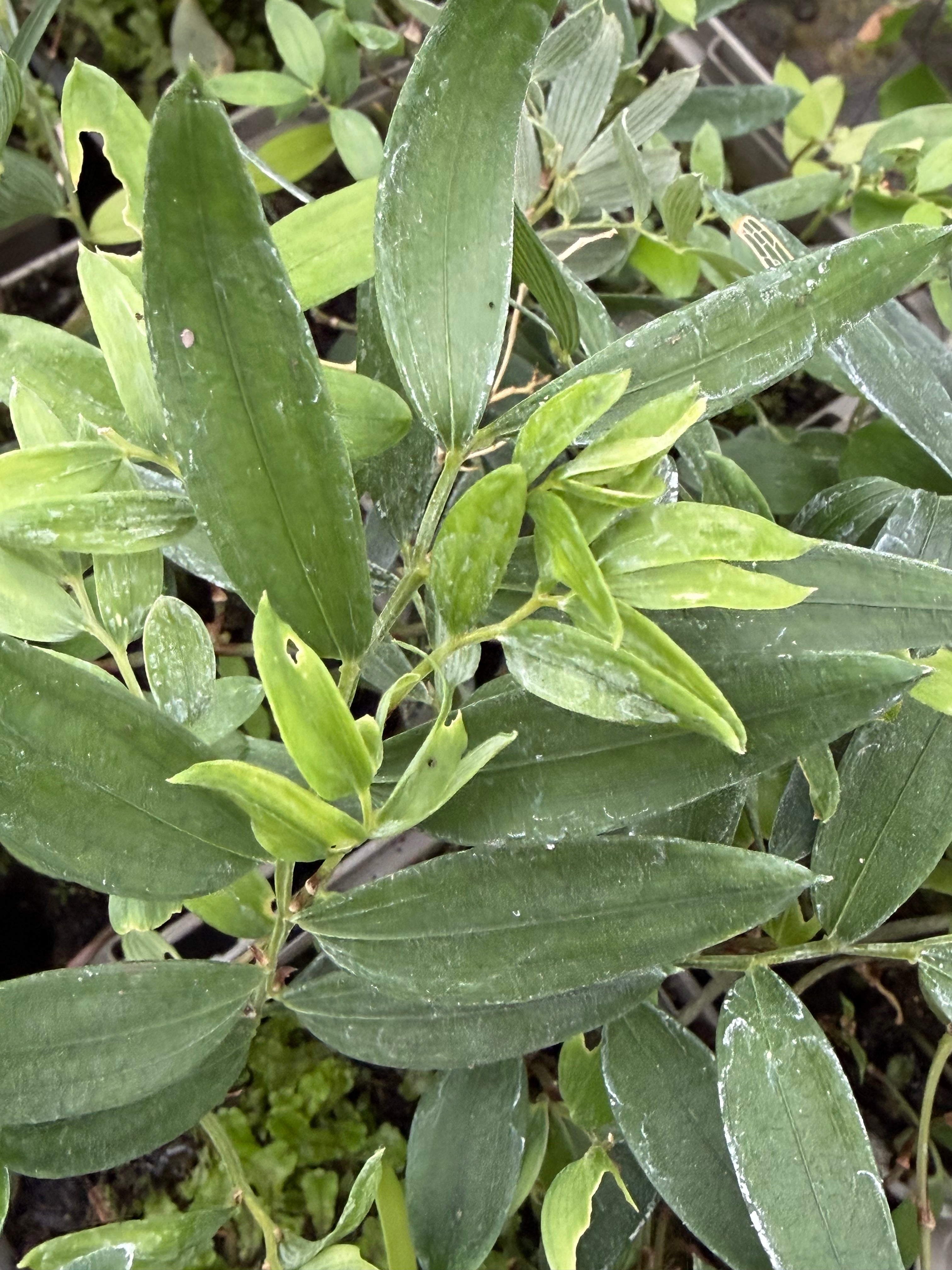 Luzuriaga radicans