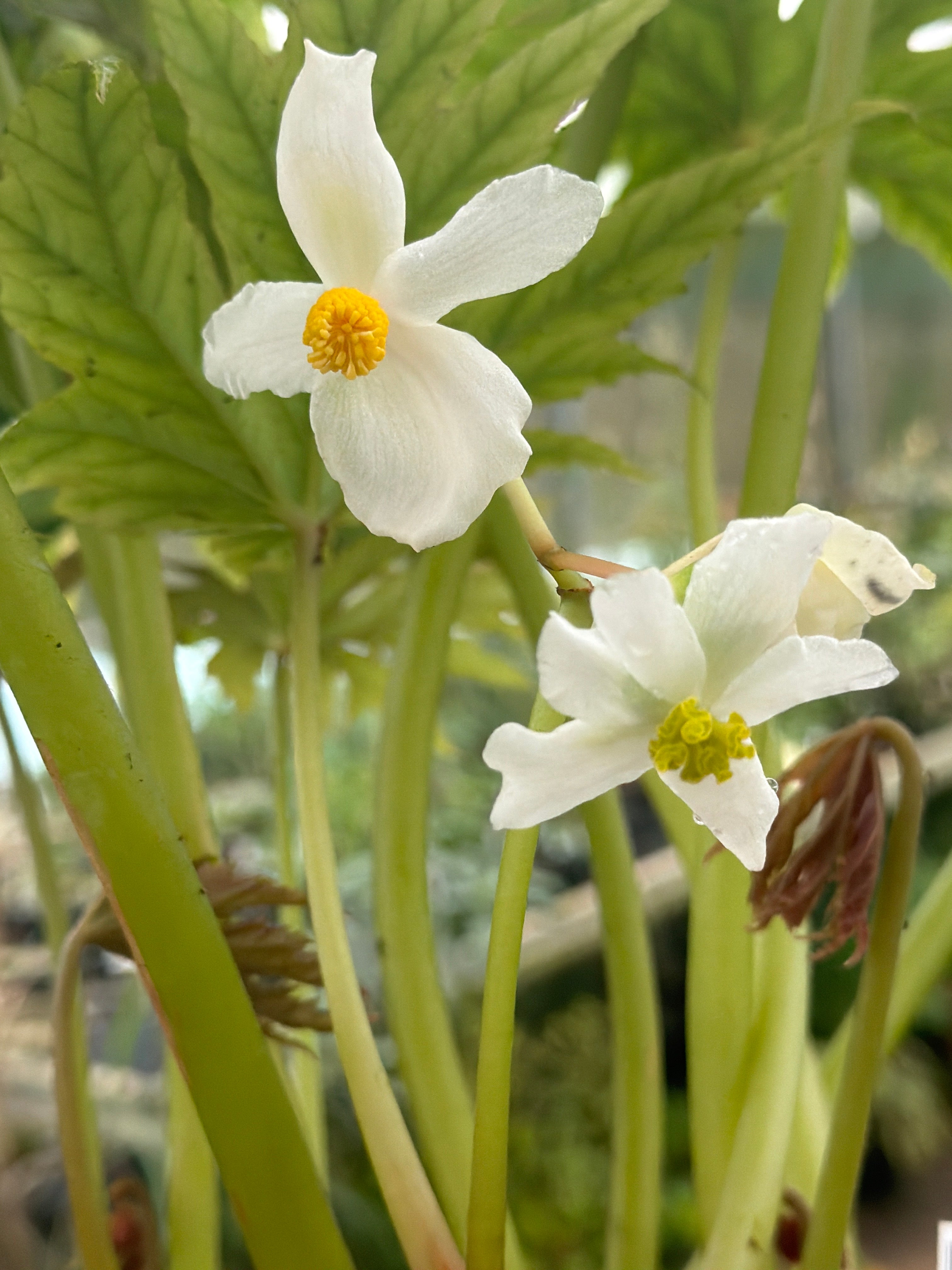 Begonia pedatifida 'Apalala'
