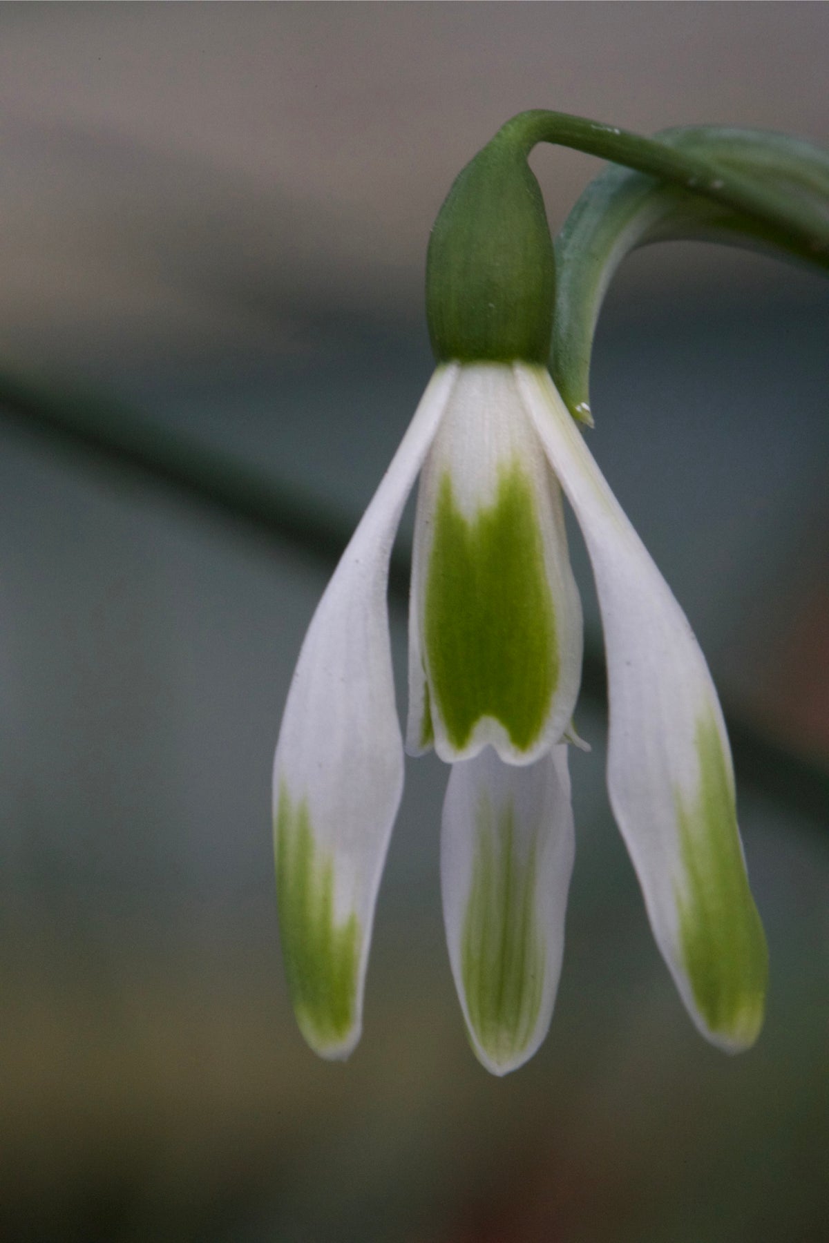 Galanthus plicatus ‘Walter Fish’